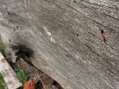 Camponotus laevissimus
