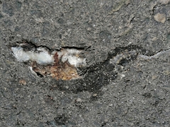 Psammodromus algirus