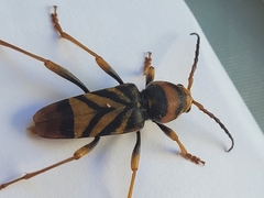 Xylotrechus chinensis