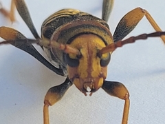 Xylotrechus chinensis