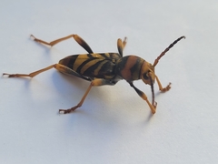 Xylotrechus chinensis