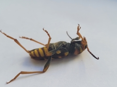 Xylotrechus chinensis