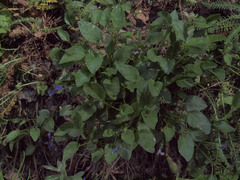 Viola adunca adunca