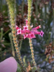 Erica gysbertii