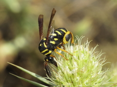 Leucospis gigas