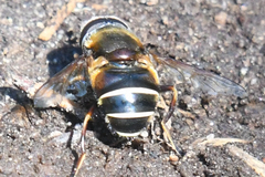 Eristalis cryptarum