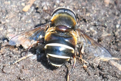 Eristalis cryptarum