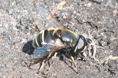Eristalis cryptarum