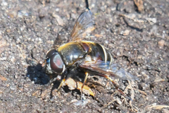 Eristalis cryptarum