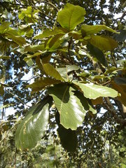 Quercus resinosa