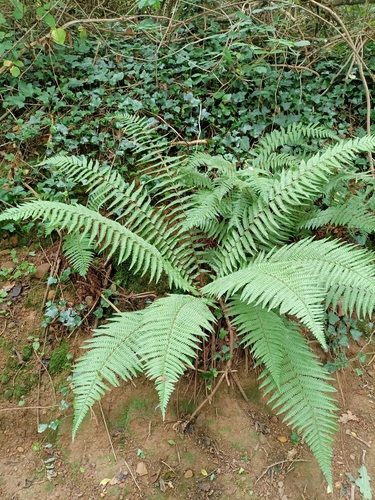 Representative image of Dryopteris affinis affinis