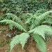 Dryopteris affinis affinis - Photo (c) marius-philippe-haimart, some rights reserved (CC BY-NC), uploaded by marius-philippe-haimart