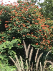 Caesalpinia pulcherrima