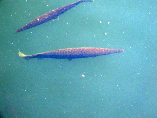Lepisosteus platyrhincus