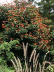 Caesalpinia pulcherrima