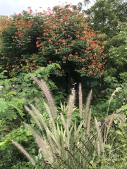 Caesalpinia pulcherrima