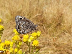Satyrus actaea