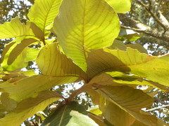 Quercus resinosa