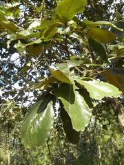 Quercus resinosa