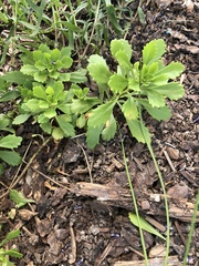 Phedimus kamtschaticus