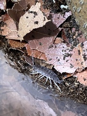 Porcellionides