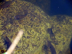 Cichlasoma bimaculatum