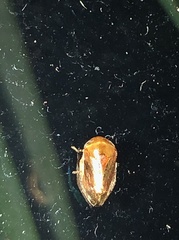 Clastoptera testacea