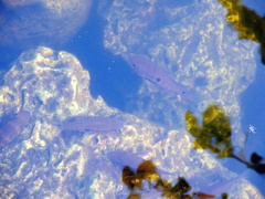 Cichlasoma bimaculatum