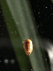 Clastoptera testacea