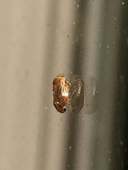 Clastoptera testacea