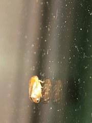 Clastoptera testacea