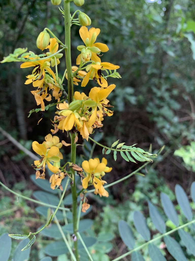 Maryland senna from Lick Creek Nature Center, College Station, TX, US ...