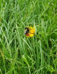 Bombus