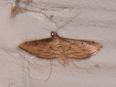 Marasmia cochrusalis