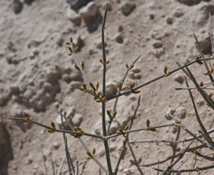 Ephedra funerea