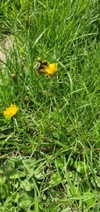 Bombus