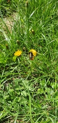 Bombus