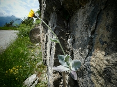 Hieracium tomentosum