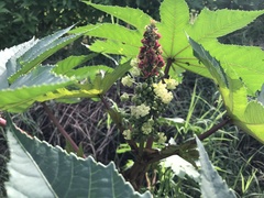 Ricinus communis