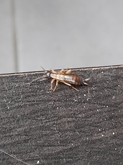 Dermaptera