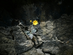 Hieracium tomentosum