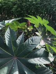 Ricinus communis