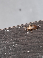 Dermaptera