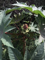 Ricinus communis