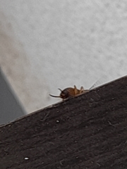 Dermaptera