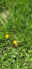 Bombus