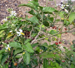 Solanum bahamense