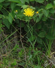 Hieracium glaucum
