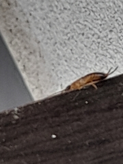 Dermaptera