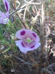 Clarkia speciosa